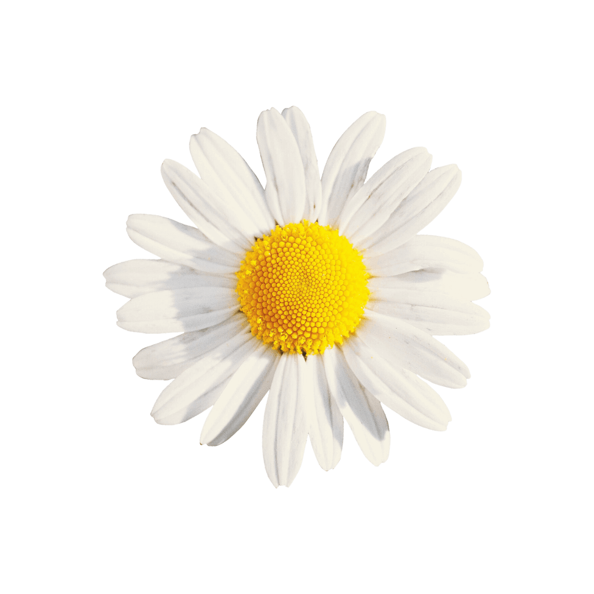 Daisy flower symbolizing beauty, life, and vigor, reflecting Ayurblooms' passion for health, beauty, and wellness.