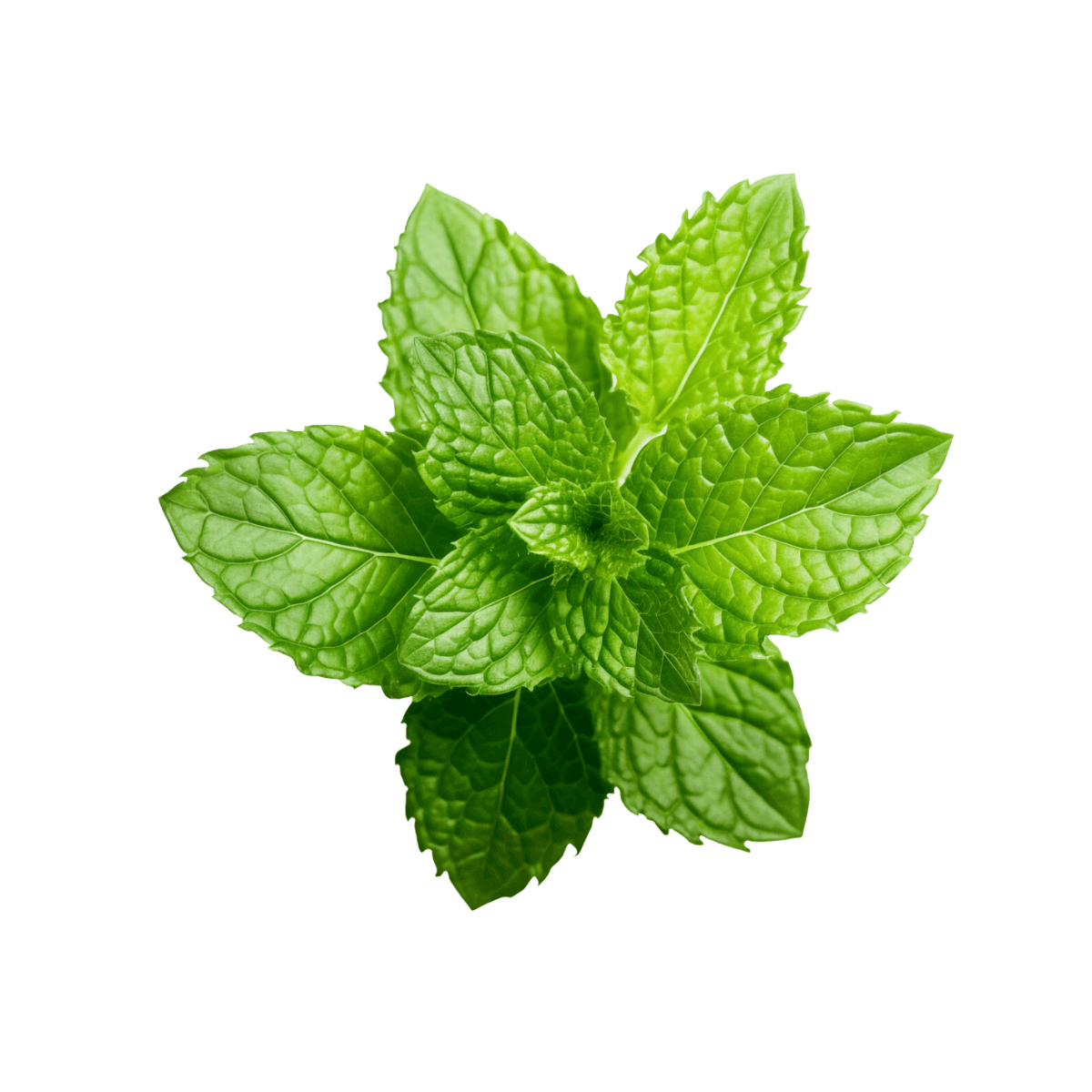 Peppermint leaves symbolizing authenticity and purity in Ayurblooms' commitment to high-quality standards