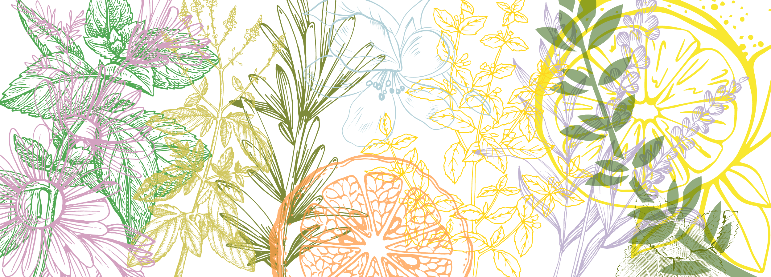The image displays eco-friendly pure essential oil plants, including Lavender, Tea Tree, Frankincense, Lemongrass, and Lemon, highlighting their sources